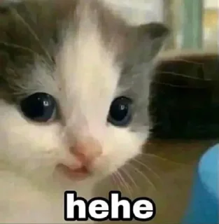 Telegram sticker ☺️ pussy power