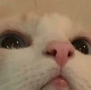 Sticker 🤨 pussy power