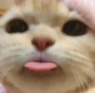 Telegram sticker 😛 pussy power