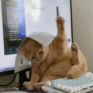 Telegram sticker 👩‍💻 pussy power