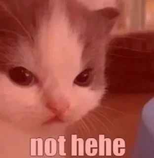 Telegram sticker 😡 pussy power
