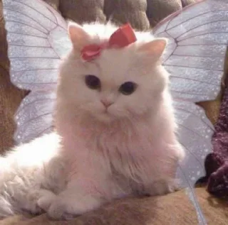 Video sticker 👸 pussy power