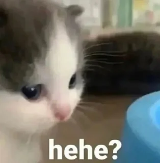 Telegram sticker 😳 pussy power