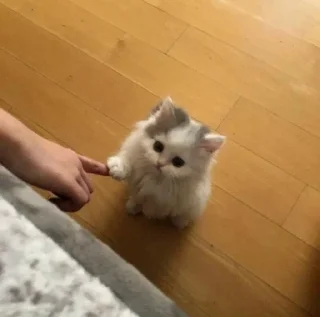 Video sticker 🥺 pussy power