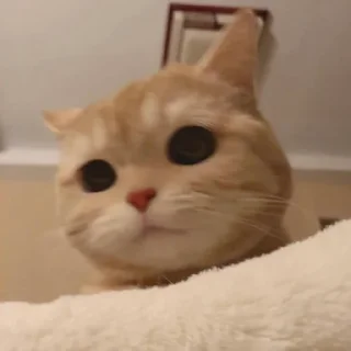 Telegram sticker 😞 pussy power