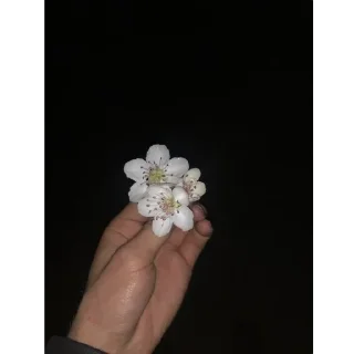 Video sticker 🫥 Chopmela😒 stiklarimmi