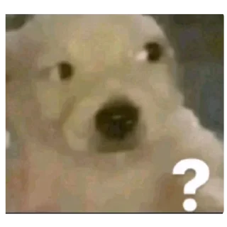 Telegram sticker ❓ Perro polla pack