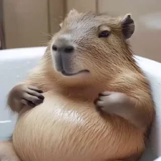 Video sticker 🌟 random vd @H0nest_man