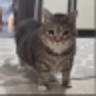 Video sticker 🐈 шакал от каковата арги 2 | @poebotinaotargy