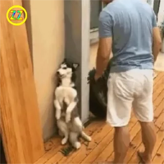 Video sticker 🐶 定制联系美工 @vipp8p8 更多表情 @zz915