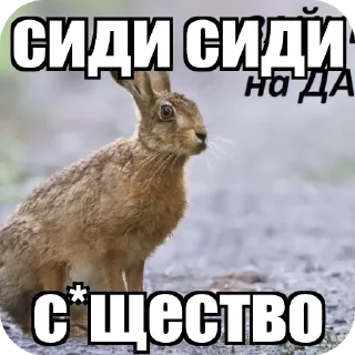 Video sticker 🐶 тг: турбо выбулькиватель :: @fStikBot