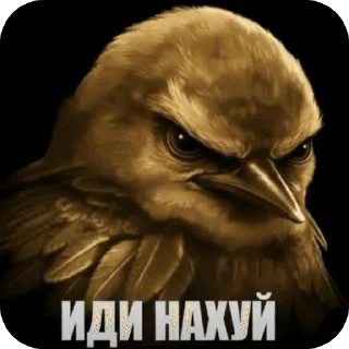 Video sticker 🌟 Serfer po kiskam