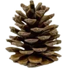 Video sticker 🌟 christmas ➜ @emoji1