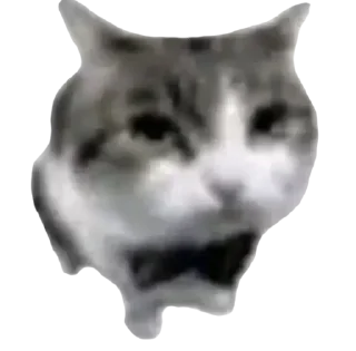 Telegram sticker 🐱 стикиры от крул @hhmewq