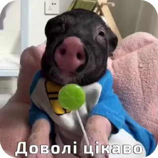 Video sticker 🤔 Юаньбао :: @fStikBot