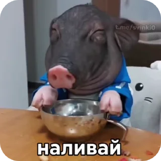 Video sticker 🍶 Юаньбао :: @fStikBot