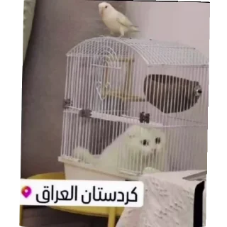 Telegram sticker ⭐️ .مُلصقات جعفوري  @lI11x •