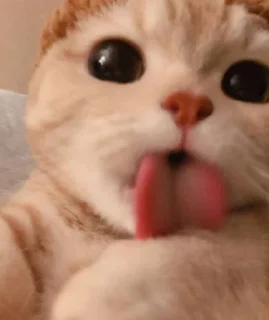 Sticker 😺 😻♡Cats Cute♡😻