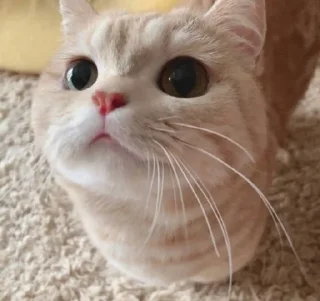 Video sticker 😺 😻♡Cats Cute♡😻