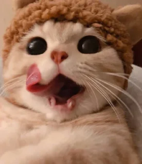 Video sticker 😺 😻♡Cats Cute♡😻