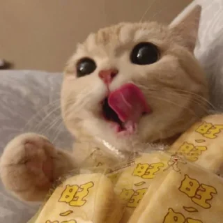 Telegram sticker 😺 😻♡Cats Cute♡😻