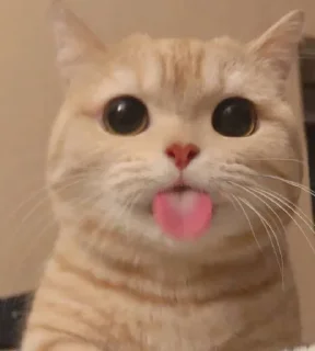 Telegram sticker 😺 😻♡Cats Cute♡😻