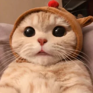 Telegram sticker 😺 😻♡Cats Cute♡😻