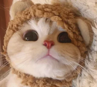 Telegram sticker 😺 😻♡Cats Cute♡😻