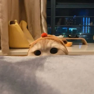 Telegram sticker 😺 😻♡Cats Cute♡😻