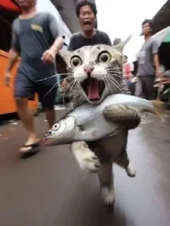 Video sticker 🦈 Больше стиков тут: @stikery4