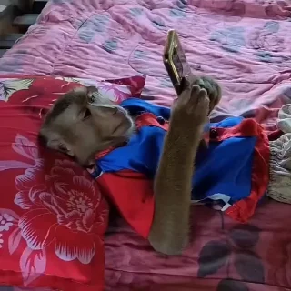 Video sticker 🫚 @mr_Hajim |شماره مجازی با کیفیت