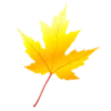 Sticker 🍂 AUTUMN от @stories_veis_sveta