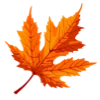 Video sticker 🍁 AUTUMN от @stori...