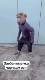 Video sticker 🌟 @ashurov_sticer :: @fStikBot