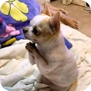 Video sticker 🐱 friends Zone