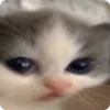 Video sticker 🥺 my mood @TgEmojiBot