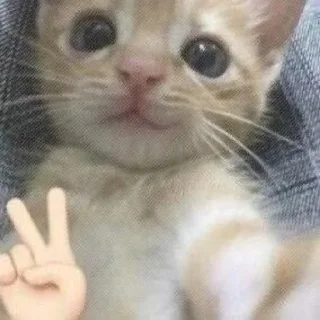 Telegram sticker 🪄 ⋆ 私たちは愚か者が失う機会です。 :: @fStikBot
