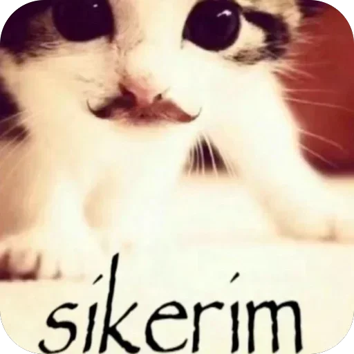 Telegram sticker 🫥 @sedwnn