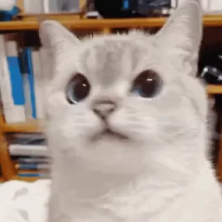 Sticker 🐱 🎶's video pack (@Enmu_Kizuki_bot) 3
