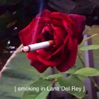 Video sticker 🚬 Anal Del Rey 💖