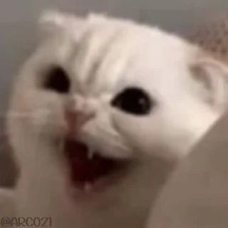 Video sticker 😾 Professor :: @fStikBot