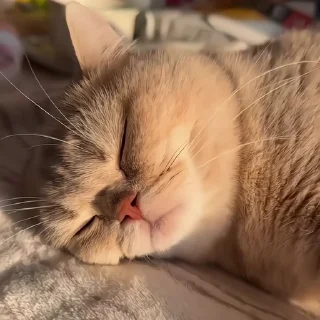 Video sticker 🐈‍⬛ Vibe01 :: @fStikBot