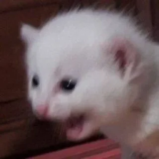 Telegram sticker 😳 @AniPackBot استیکرساز😍