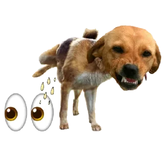 Telegram sticker 🐶 Johnjohn