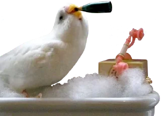 Video sticker 🛁 bird memes by loromoin