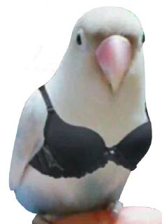 Video sticker 👙 bird memes by loromoin