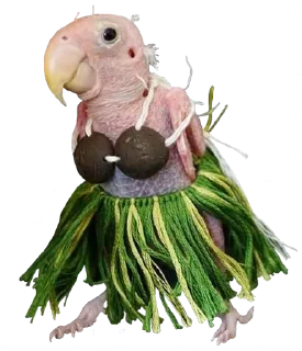 Video sticker 👙 bird memes by loromoin