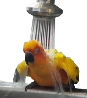 Telegram sticker 🚿 bird memes by loromoin
