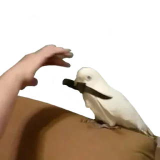 Telegram sticker 🔪 bird memes by loromoin