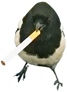 Telegram sticker 🚬 bird memes by loromoin